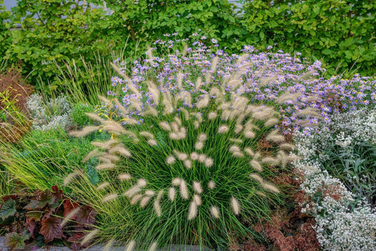 G0075 Grass Pennisetum Alopecuroides Little Bunny - View 1 from www redcrocus com