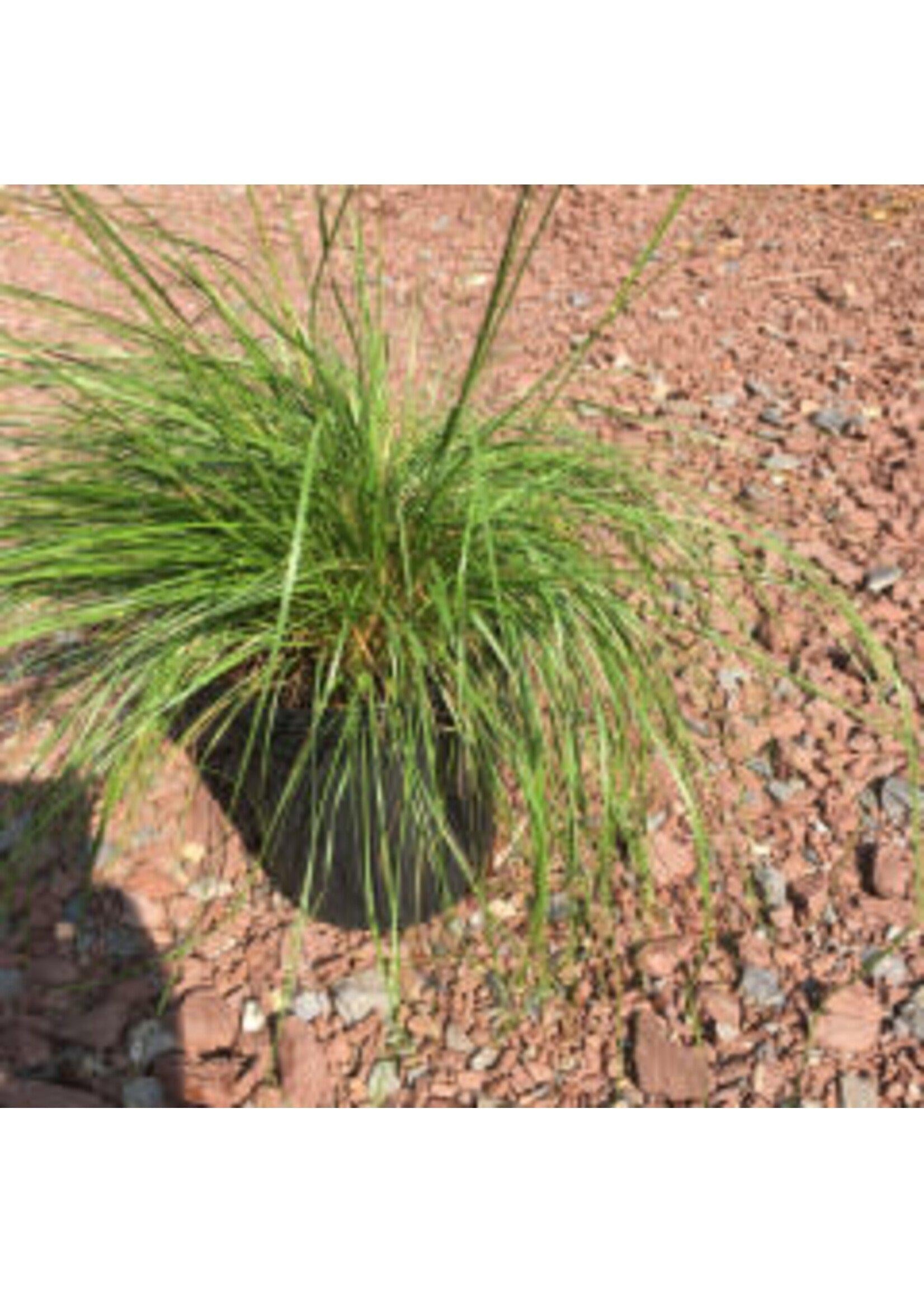 G0076 Grass Sporobolus Heterolepis - View 15 from www redcrocus com