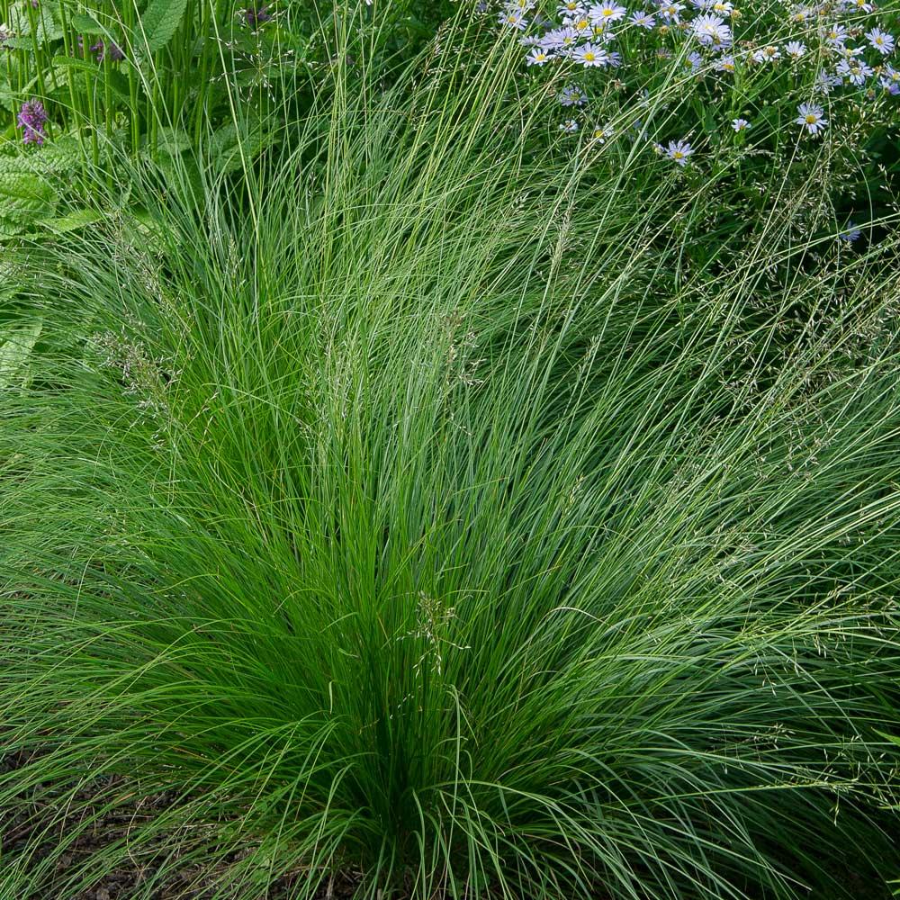 G0076 Grass Sporobolus Heterolepis - View 3 from www redcrocus com
