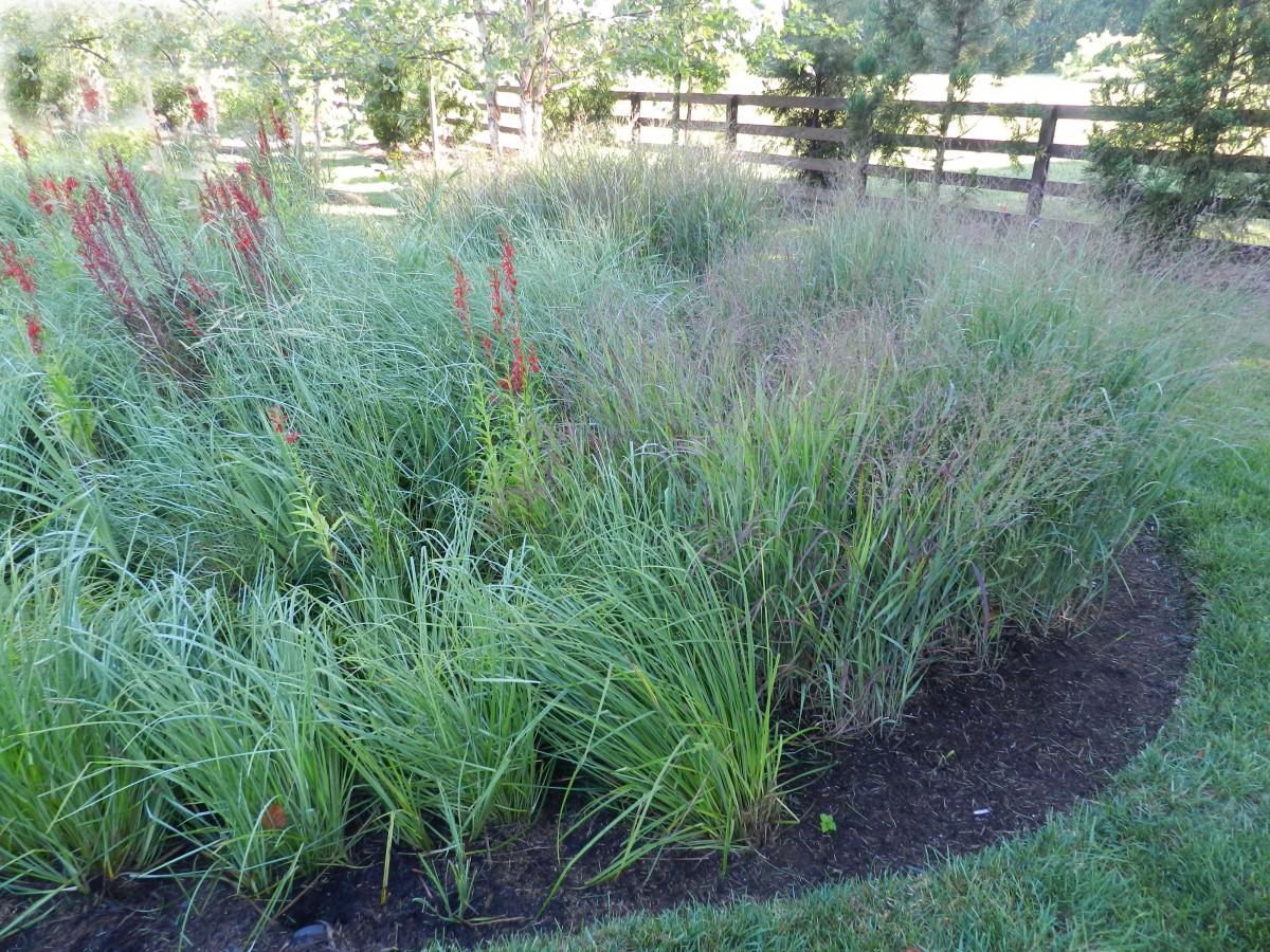 G0078 Grass, Eragrostis Spectabilis - View 11 from www redcrocus com