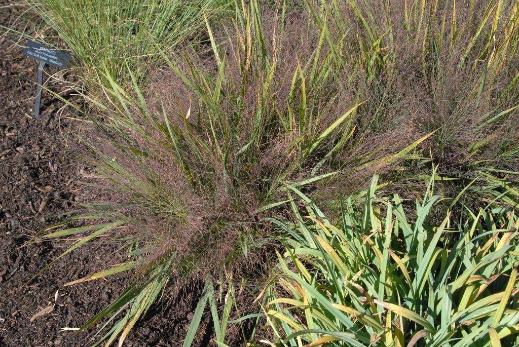 G0078 Grass, Eragrostis Spectabilis - View 12 from www redcrocus com
