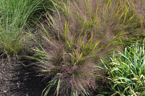G0078 Grass, Eragrostis Spectabilis - View 14 from www redcrocus com