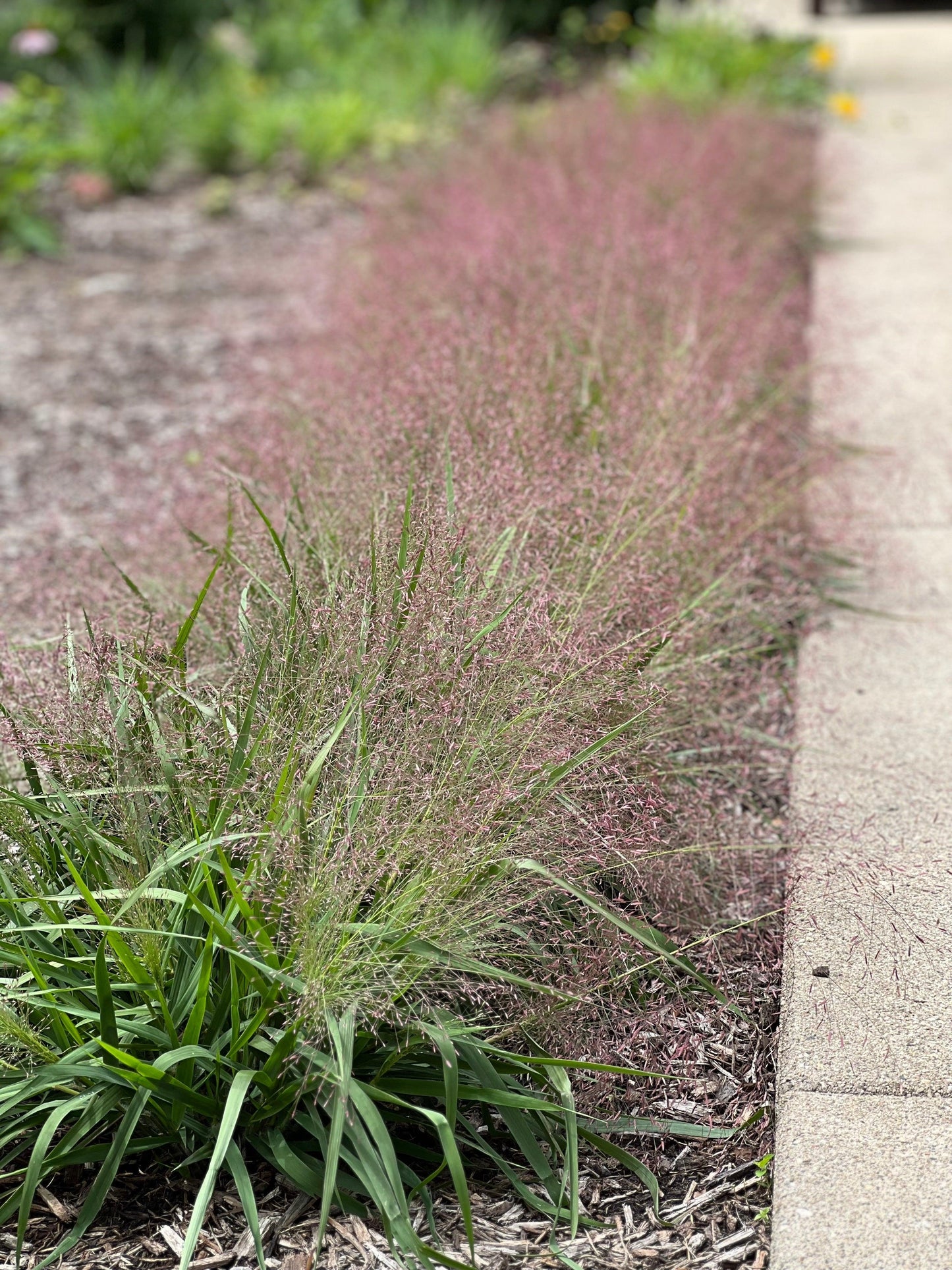 G0078 Grass, Eragrostis Spectabilis - View 15 from www redcrocus com