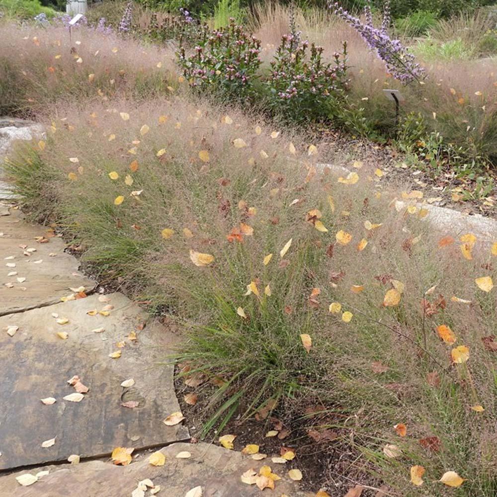 G0078 Grass, Eragrostis Spectabilis - View 16 from www redcrocus com