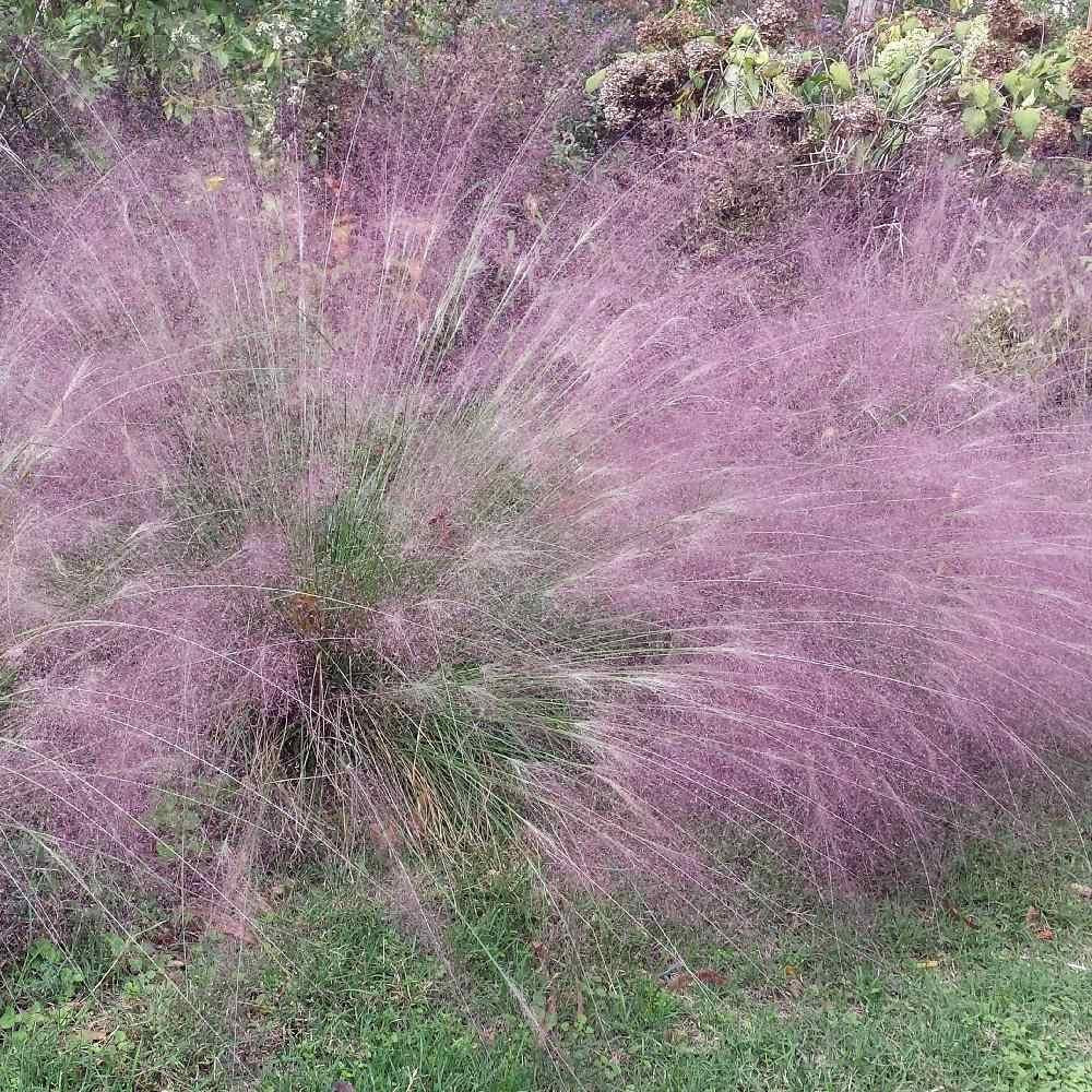 G0078 Grass, Eragrostis Spectabilis - View 17 from www redcrocus com