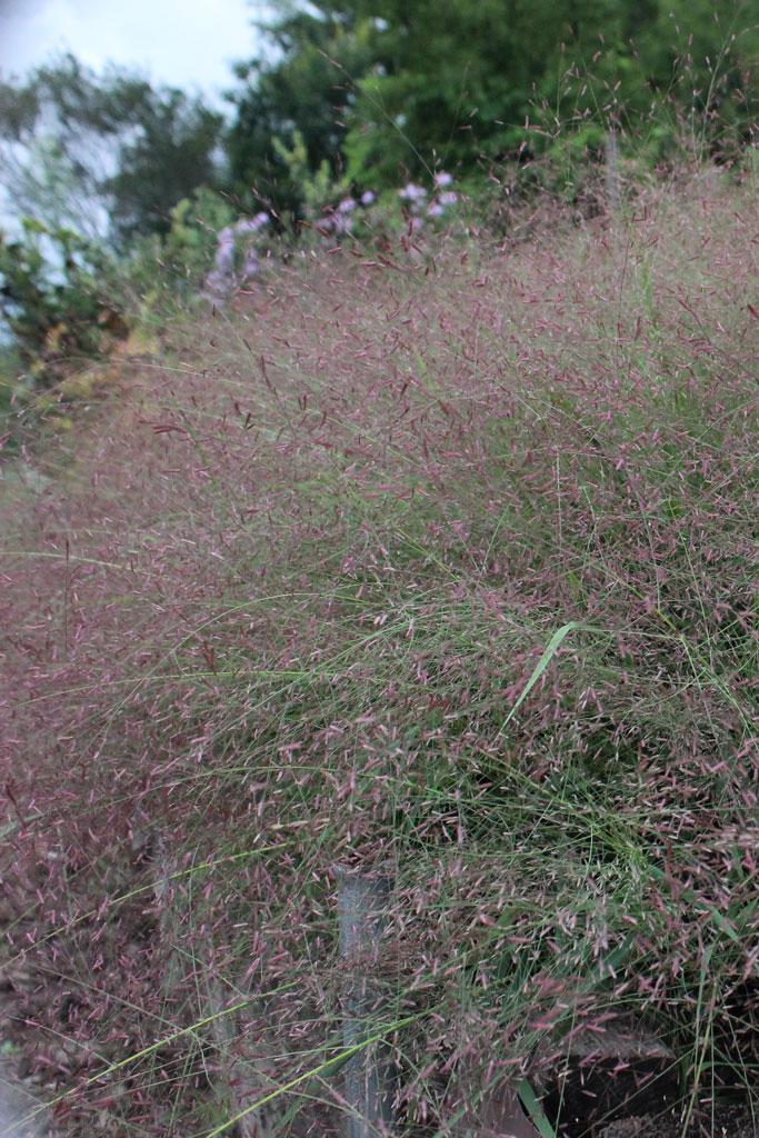 G0078 Grass, Eragrostis Spectabilis - View 19 from www redcrocus com