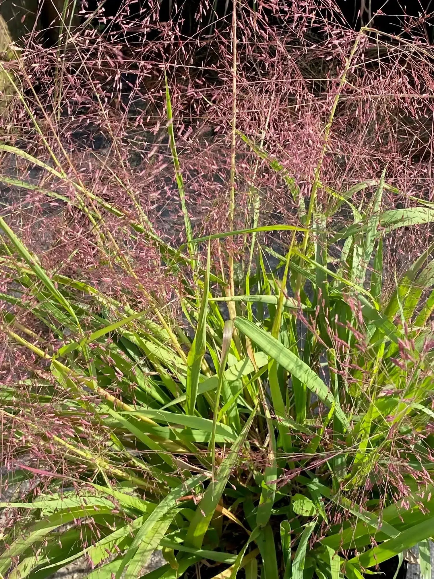 G0078 Grass, Eragrostis Spectabilis - View 1 from www redcrocus com