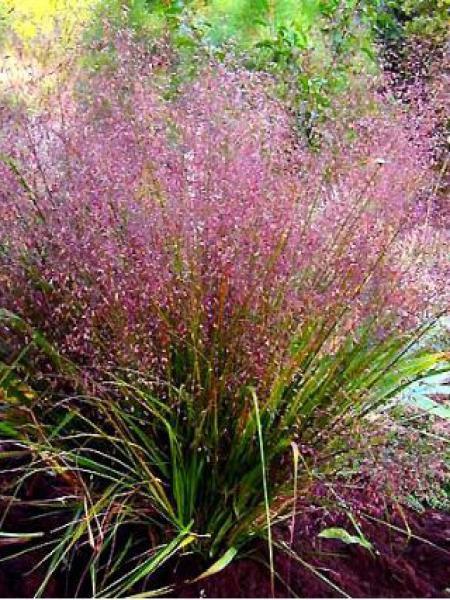 G0078 Grass, Eragrostis Spectabilis - View 1 from www redcrocus com