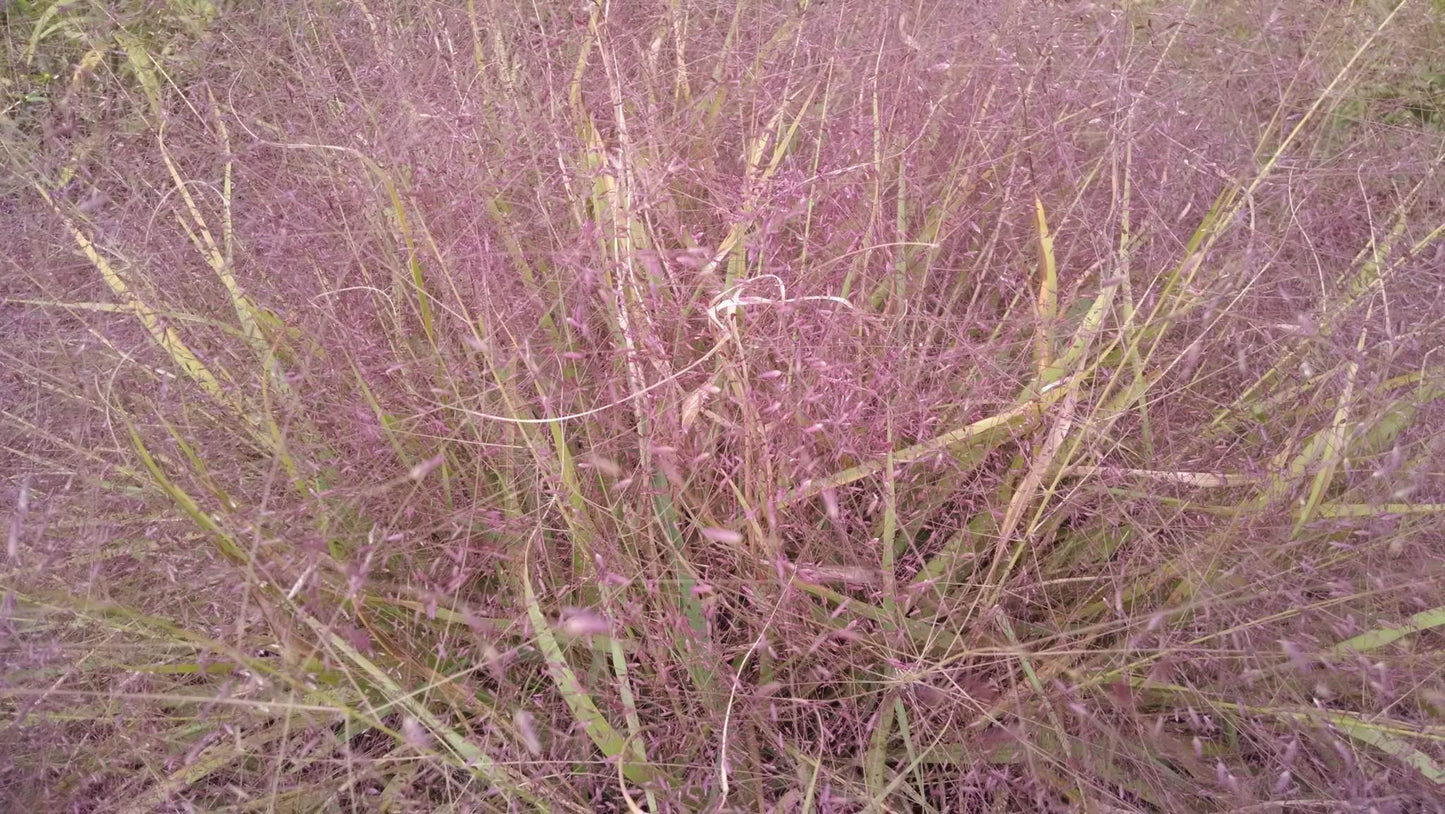 G0078 Grass, Eragrostis Spectabilis - View 20 from www redcrocus com