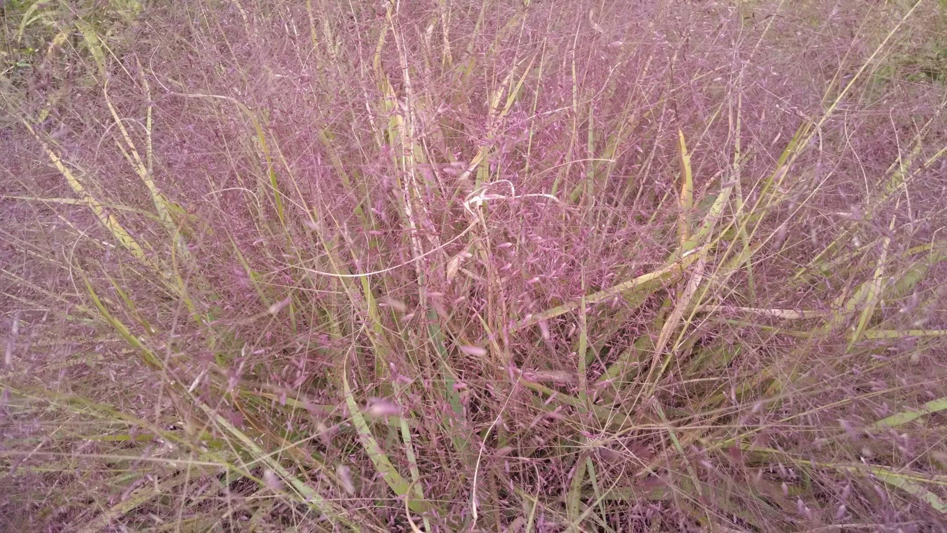 G0078 Grass, Eragrostis Spectabilis - View 20 from www redcrocus com