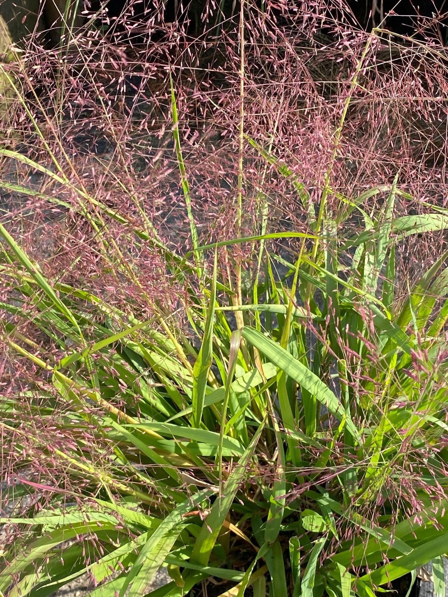 G0078 Grass, Eragrostis Spectabilis - View 4 from www redcrocus com