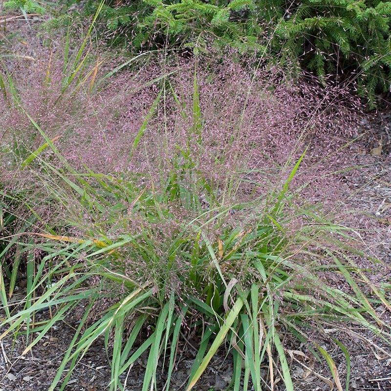 G0078 Grass, Eragrostis Spectabilis - View 5 from www redcrocus com
