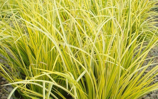 G0080 Grass Acorus Gramineus Ogon - View 10 from www redcrocus com