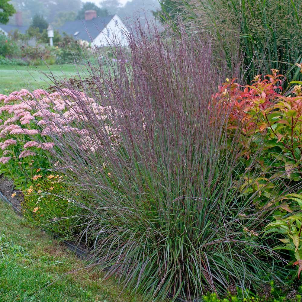 G0082 Grass, Schizachyrium Scoparium - View 12 from www redcrocus com