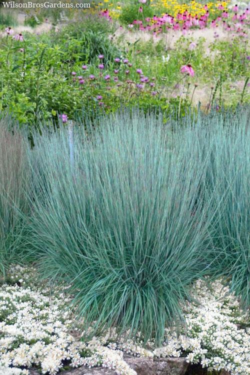 G0082 Grass, Schizachyrium Scoparium - View 14 from www redcrocus com