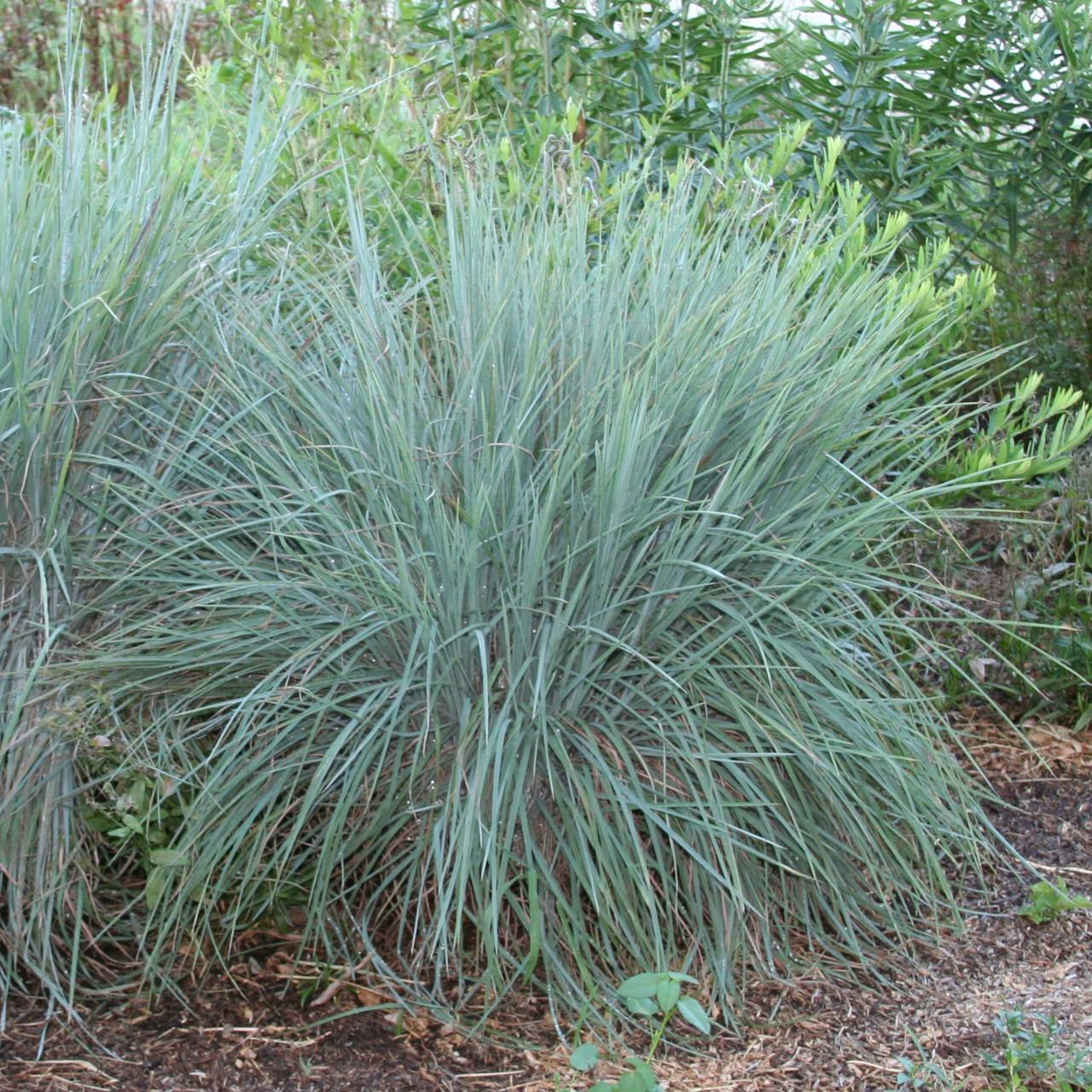 G0082 Grass, Schizachyrium Scoparium - View 16 from www redcrocus com