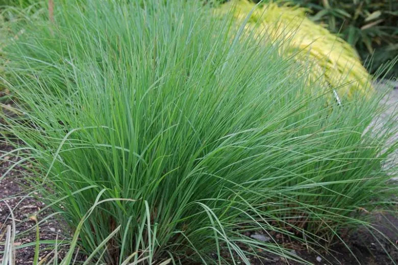 G0082 Grass, Schizachyrium Scoparium - View 23 from www redcrocus com