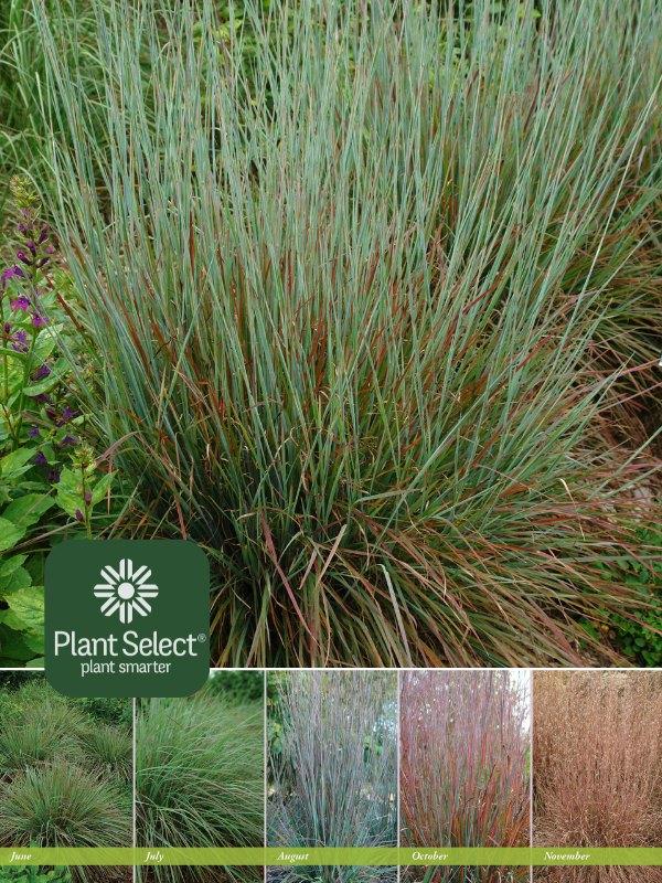 G0082 Grass, Schizachyrium Scoparium - View 31 from www redcrocus com