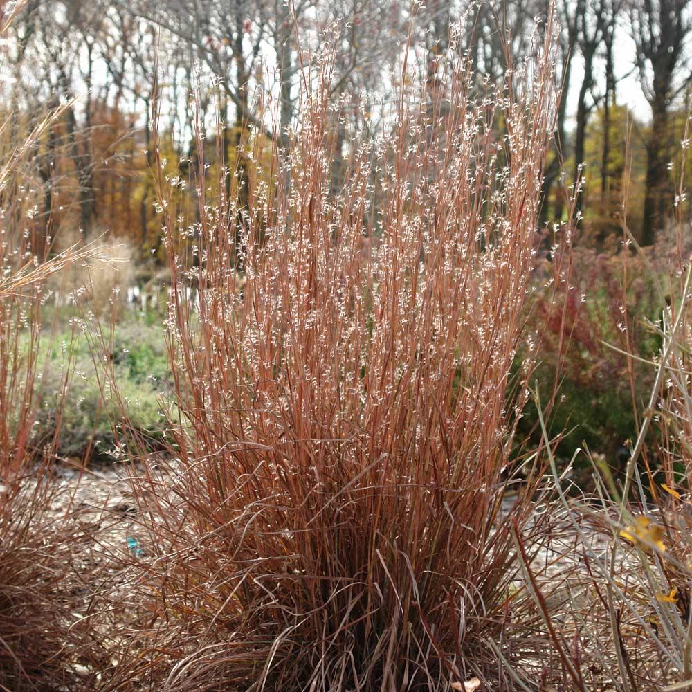 G0082 Grass, Schizachyrium Scoparium - View 36 from www redcrocus com