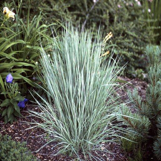 G0082 Grass, Schizachyrium Scoparium - View 37 from www redcrocus com