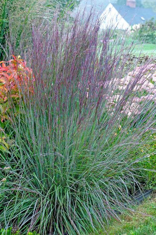 G0082 Grass, Schizachyrium Scoparium - View 5 from www redcrocus com