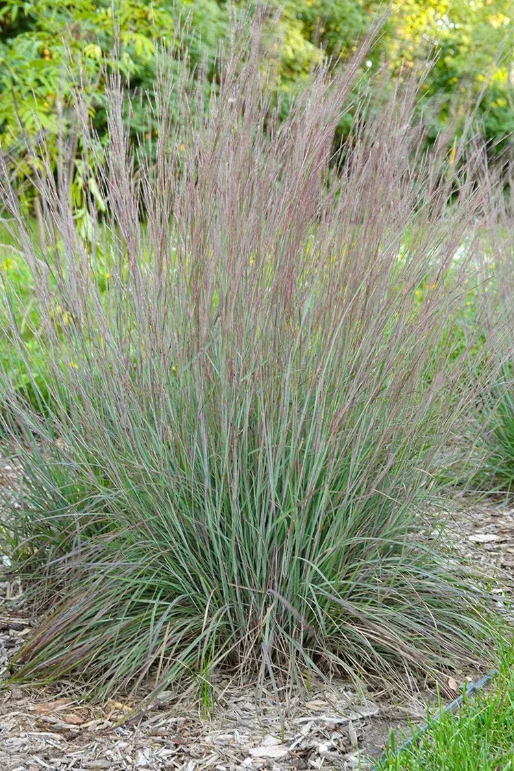 G0082 Grass, Schizachyrium Scoparium - View 5 from www redcrocus com