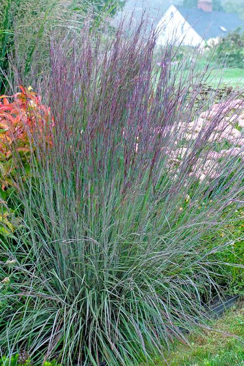 G0082 Grass, Schizachyrium Scoparium - View 8 from www redcrocus com