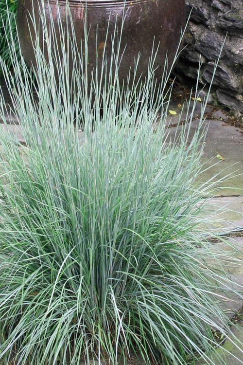 G0082 Grass, Schizachyrium Scoparium - View 9 from www redcrocus com