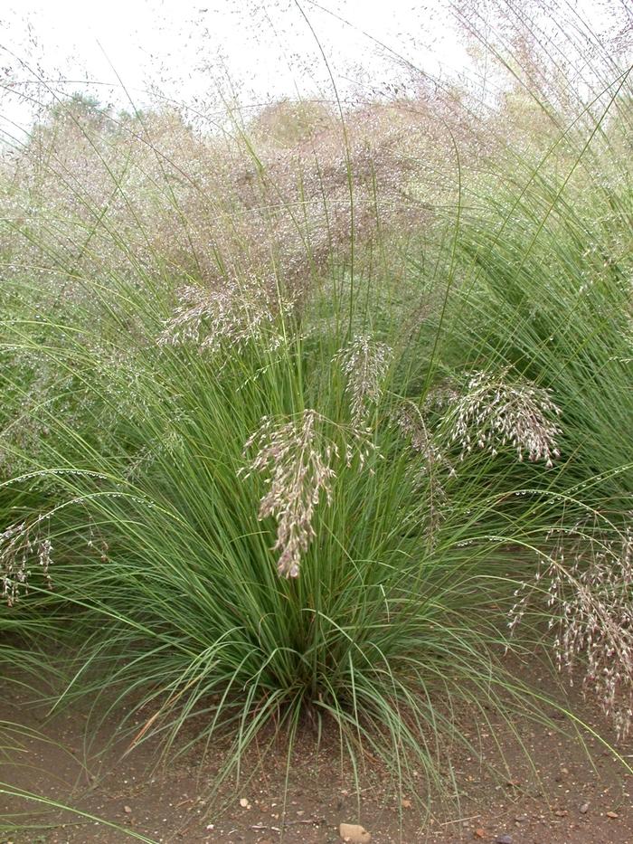 G0083 Grass, Sporobolus Heterolepis - View 15 from www redcrocus com