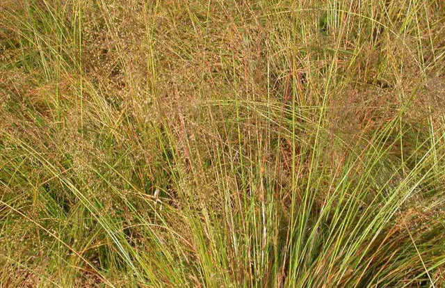 G0083 Grass, Sporobolus Heterolepis - View 18 from www redcrocus com