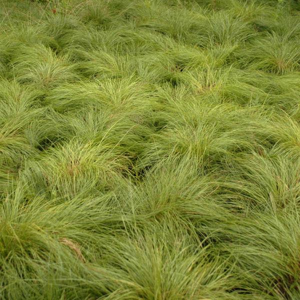 G0083 Grass, Sporobolus Heterolepis - View 19 from www redcrocus com