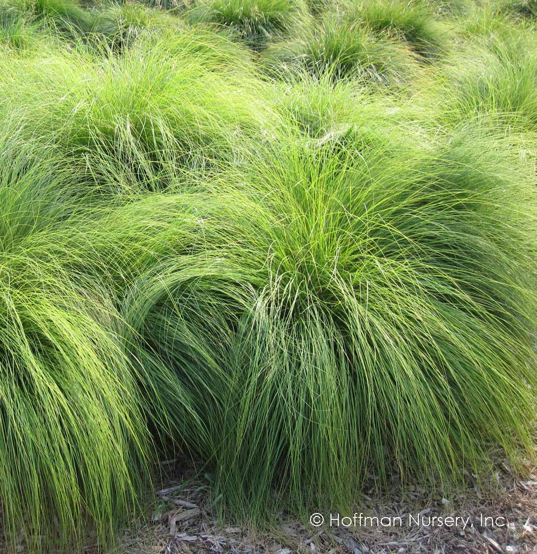 G0083 Grass, Sporobolus Heterolepis - View 1 from www redcrocus com