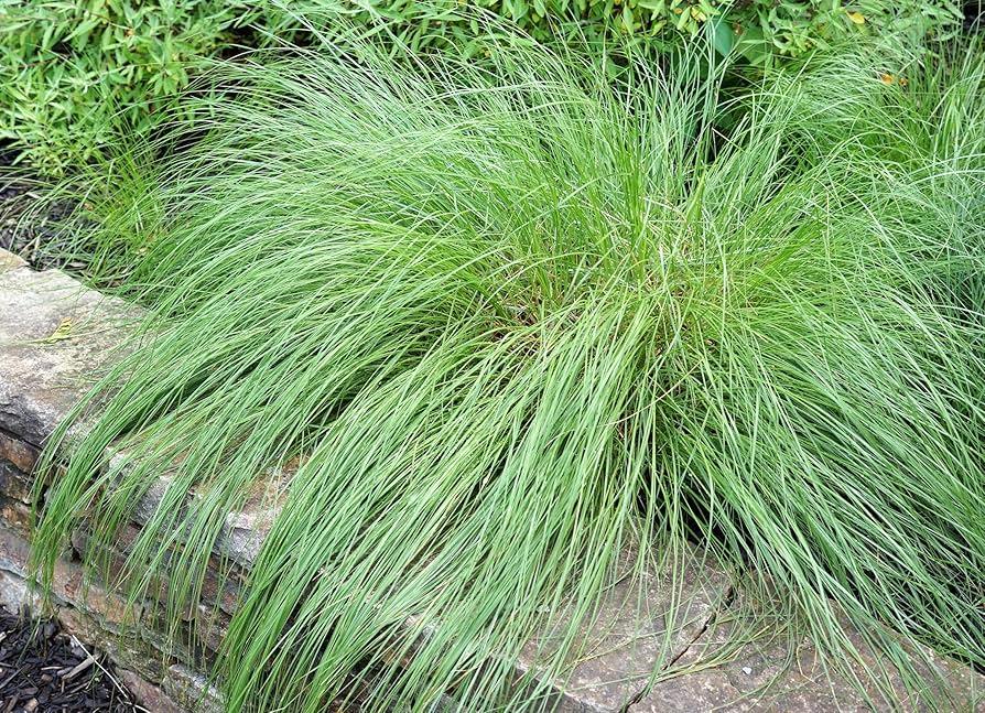 G0083 Grass, Sporobolus Heterolepis - View 22 from www redcrocus com