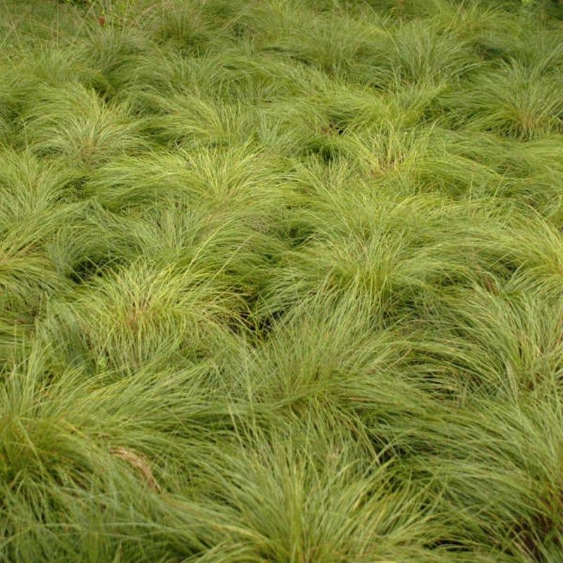 G0083 Grass, Sporobolus Heterolepis - View 26 from www redcrocus com