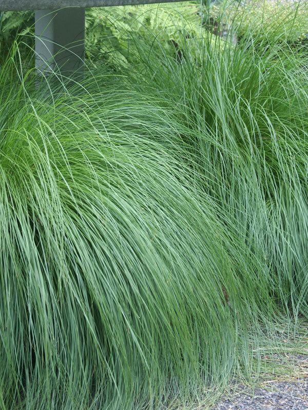 G0083 Grass, Sporobolus Heterolepis - View 31 from www redcrocus com