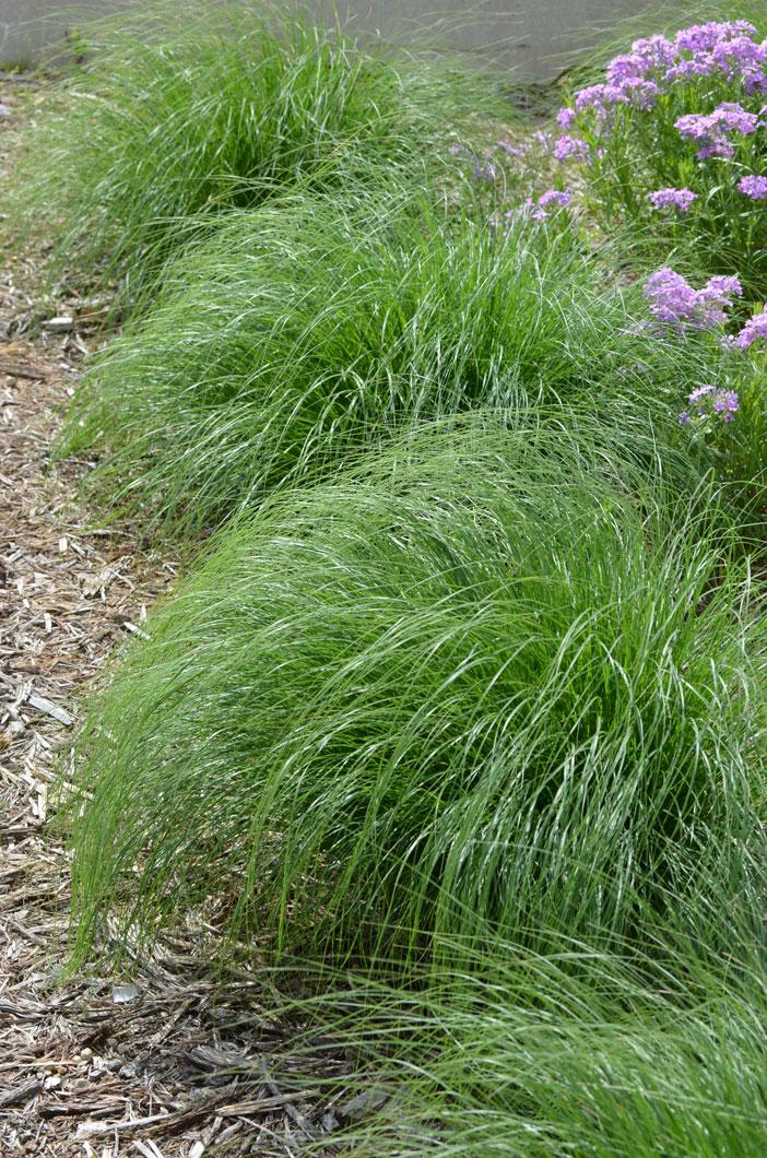 G0083 Grass, Sporobolus Heterolepis - View 32 from www redcrocus com