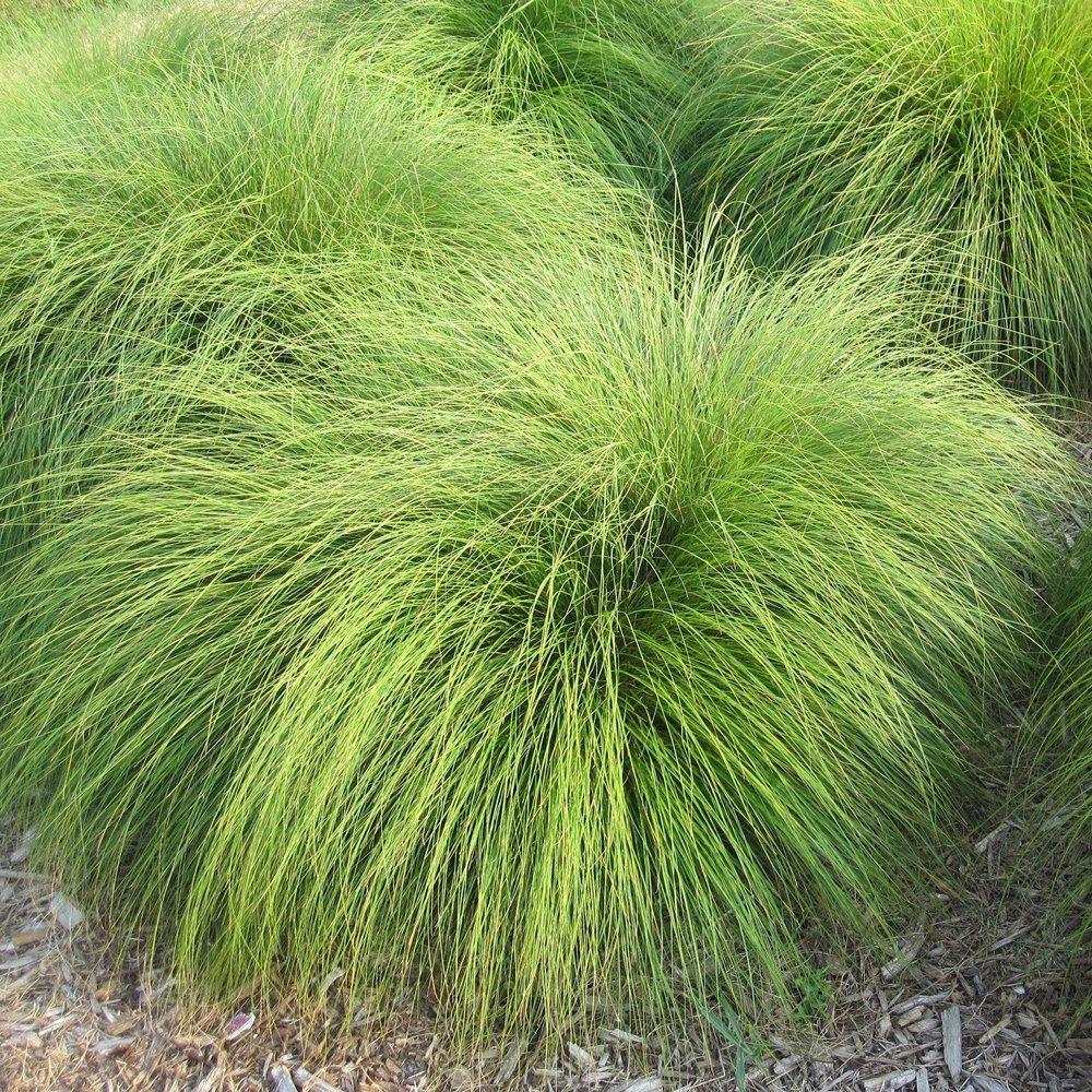 G0083 Grass, Sporobolus Heterolepis - View 36 from www redcrocus com