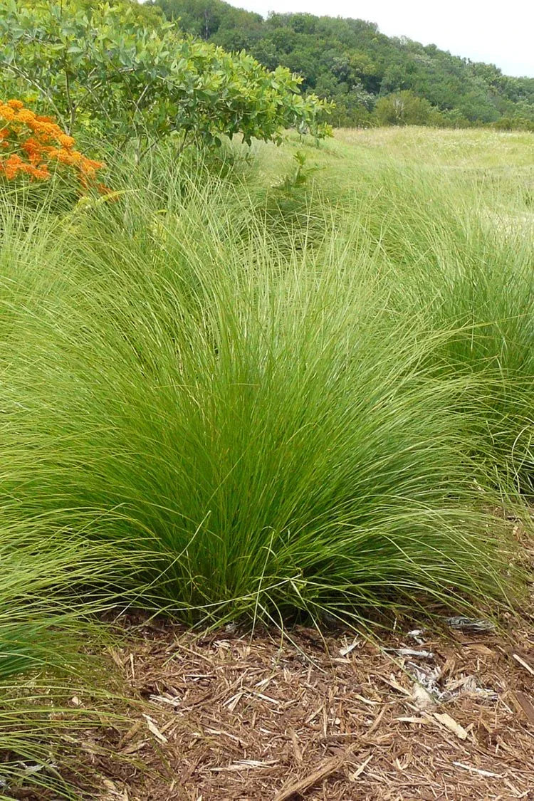 G0083 Grass, Sporobolus Heterolepis - View 9 from www redcrocus com