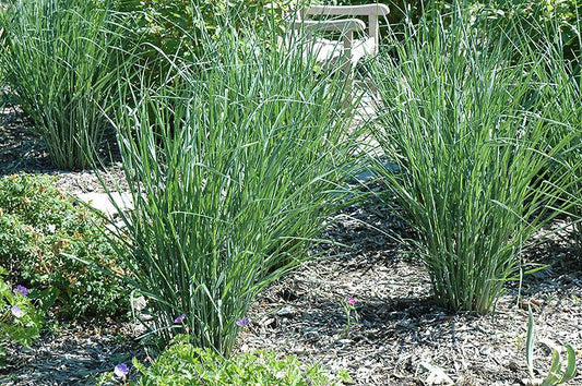G0088 Grass, Panicum Virgatum 'cloud Nine' - View 22 from www redcrocus com