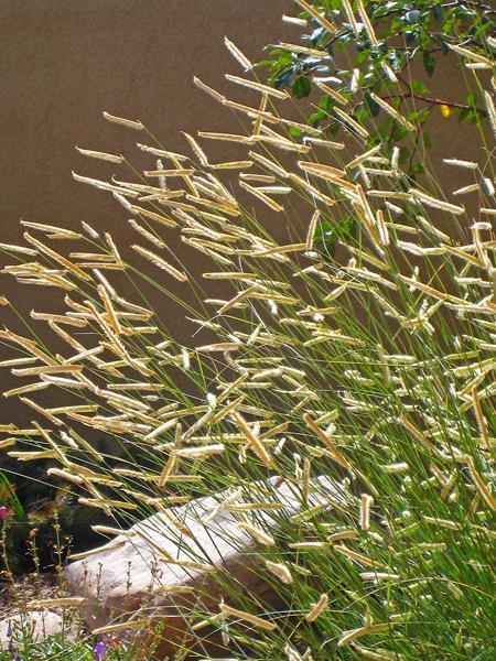 G0092 Grass, Bouteloua 'blonde Ambition' - View 10 from www redcrocus com