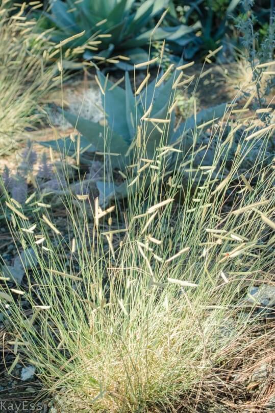 G0092 Grass, Bouteloua 'blonde Ambition' - View 12 from www redcrocus com