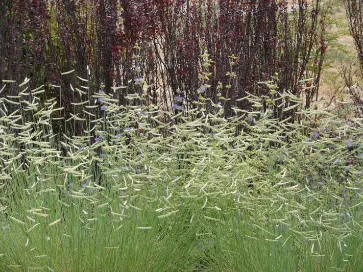 G0092 Grass, Bouteloua 'blonde Ambition' - View 14 from www redcrocus com