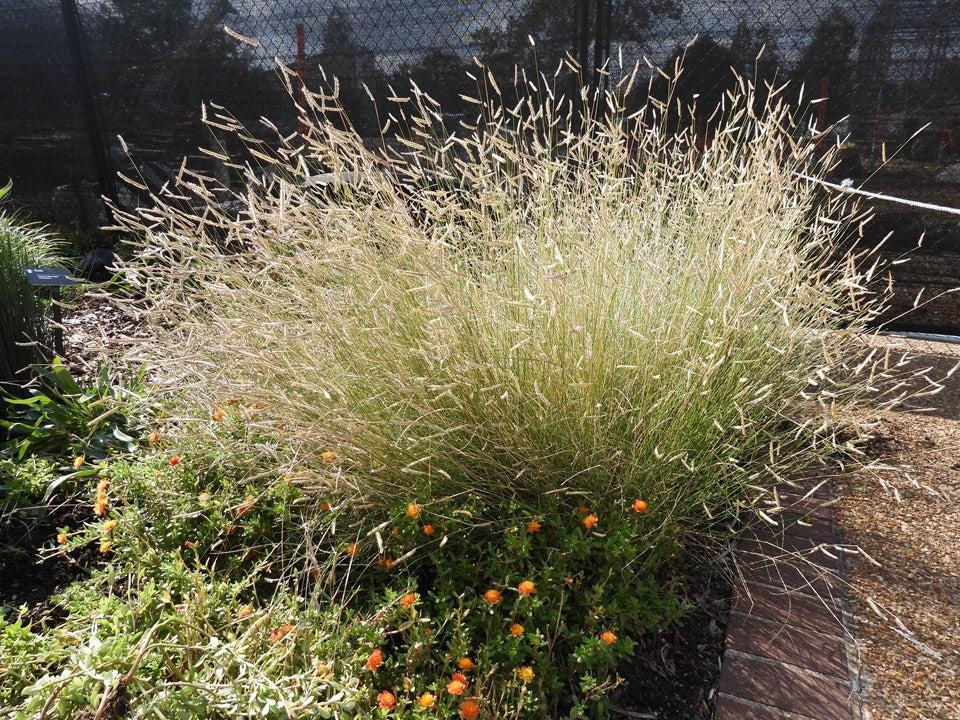 G0092 Grass, Bouteloua 'blonde Ambition' - View 15 from www redcrocus com