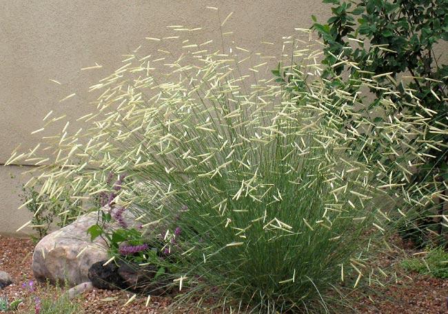 G0092 Grass, Bouteloua 'blonde Ambition' - View 18 from www redcrocus com