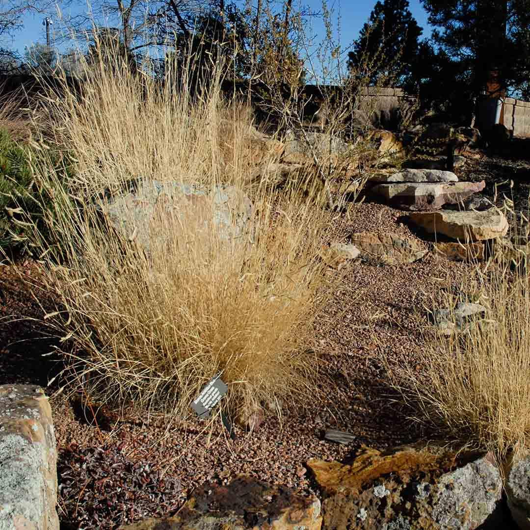 G0092 Grass, Bouteloua 'blonde Ambition' - View 19 from www redcrocus com