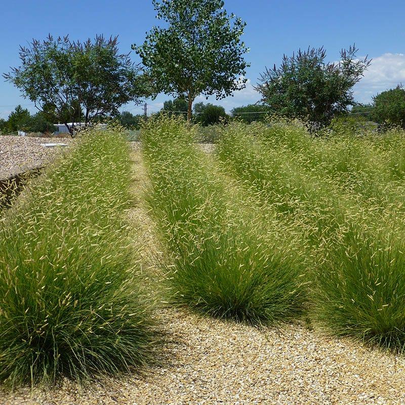 G0092 Grass, Bouteloua 'blonde Ambition' - View 1 from www redcrocus com