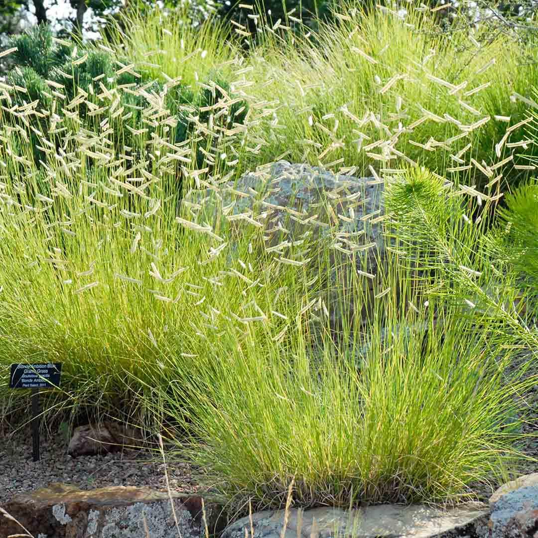 G0092 Grass, Bouteloua 'blonde Ambition' - View 20 from www redcrocus com