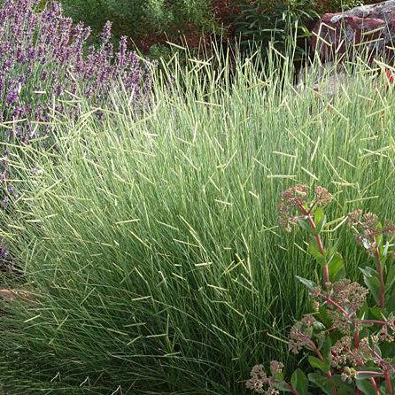 G0092 Grass, Bouteloua 'blonde Ambition' - View 21 from www redcrocus com
