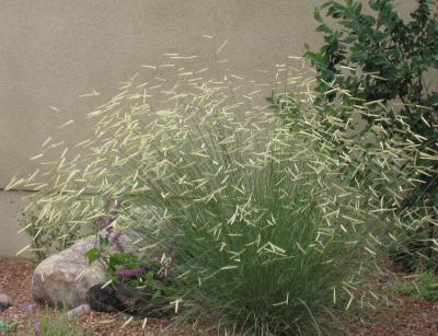 G0092 Grass, Bouteloua 'blonde Ambition' - View 23 from www redcrocus com