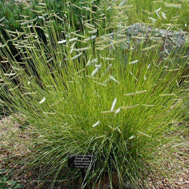 G0092 Grass, Bouteloua 'blonde Ambition' - View 25 from www redcrocus com